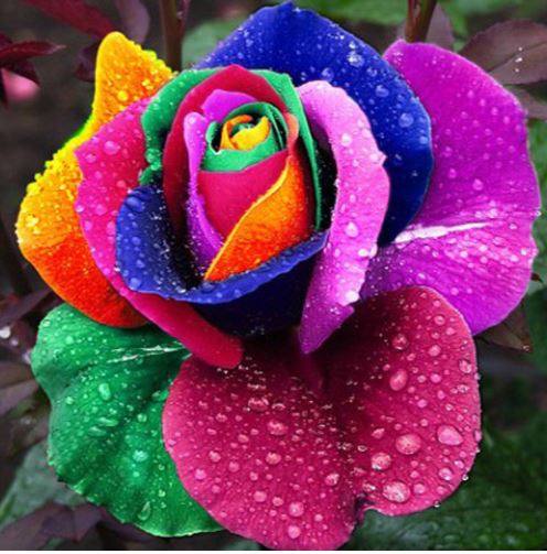Flerfarvet rose - Diamond Paint