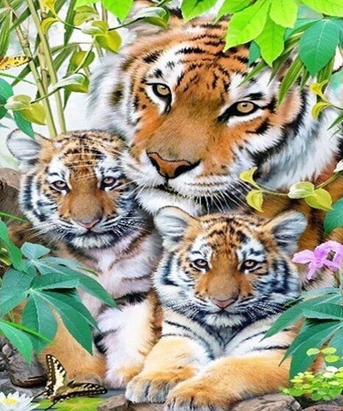 Tigerfamilie - diamond paint