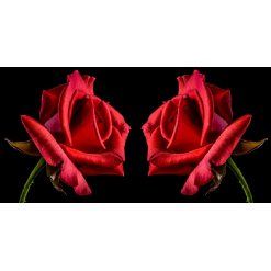 2 røde roser i diamond paint