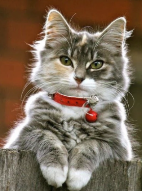 Kat med rødt halsbånd i diamond paint