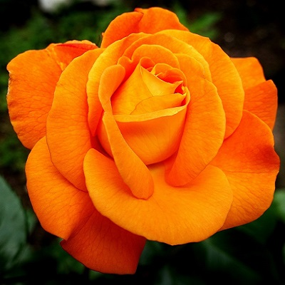 Lys orange rose i diamond paint