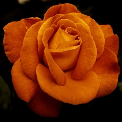 Mørk orange rose i diamond paint