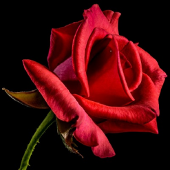 Rød rose på stilk i diamond paint