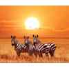 3 zebraer ved solnedgang - diamond paint