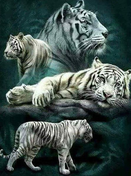 Flot hvid tiger i diamond paint