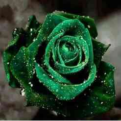 Grøn rose med vanddråber i diamond paint