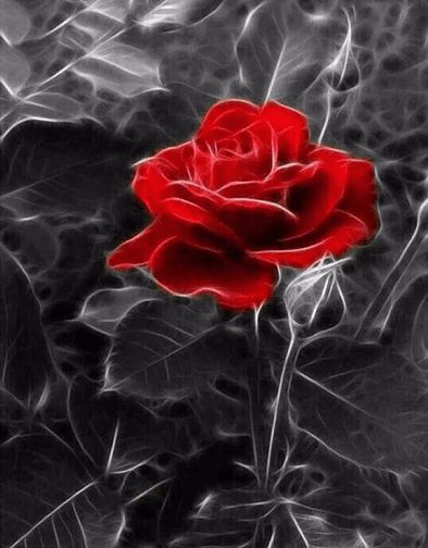 Rød rose med sort/hvid baggrund i diamond paint