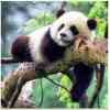 Panda på gren i diamond paint