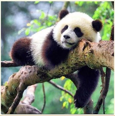 Panda på gren i diamond paint
