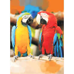 2 farverige papegøjer - på ramme