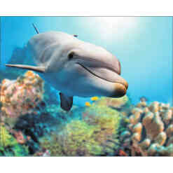 Smilende delfin - på ramme