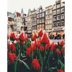 Tulips Amsterdam - Kombineret