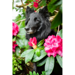 Hund bag blomster i diamond paint